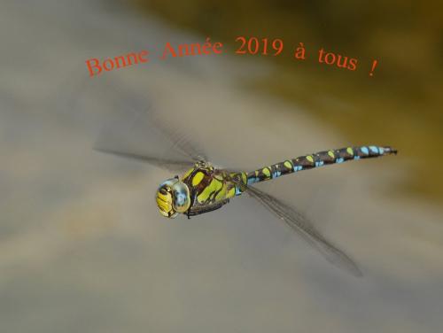 Aeshna cyanea